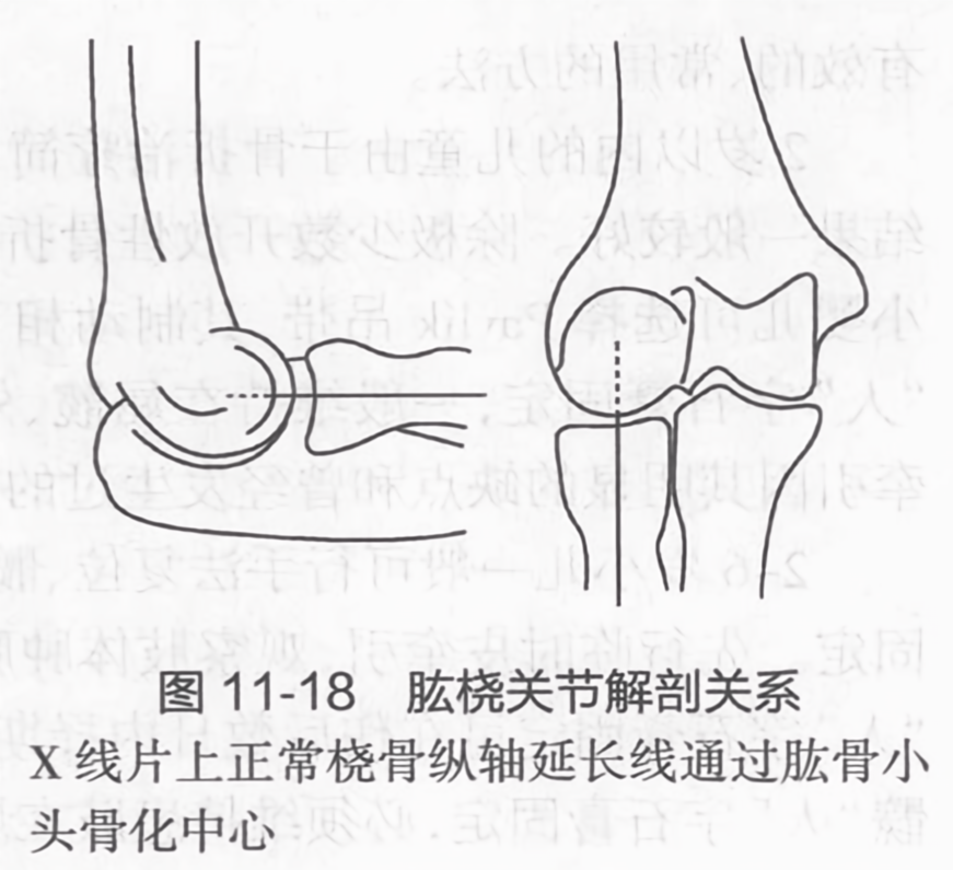 肱桡关节解剖关系