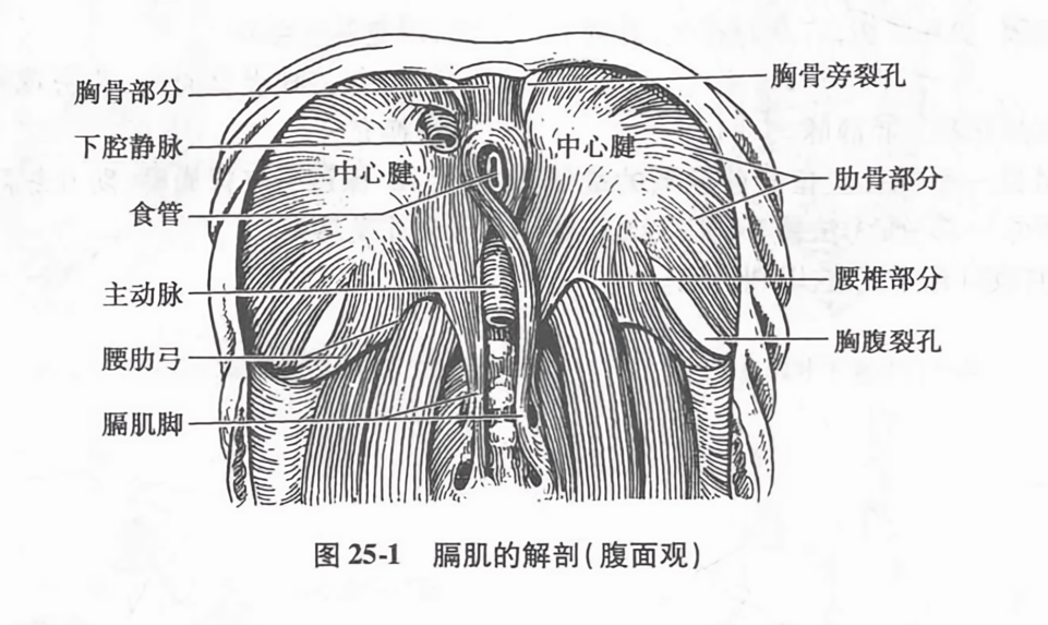 膈肌的解剖(腹面观)