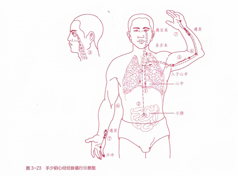手少阴心经经脉循行示意图