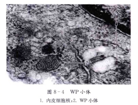 wp 小体