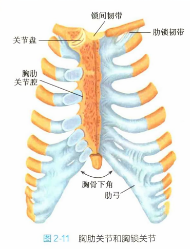 胸肋关节和胸锁关节