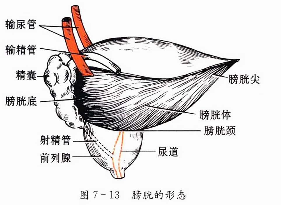 膀胱的形态