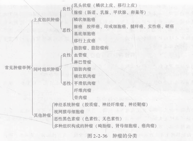 肿瘤的分类