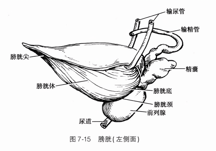 膀胱(左侧面)