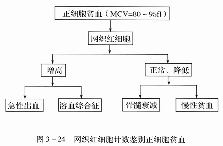 网织红细胞计数鉴别正细胞贫血