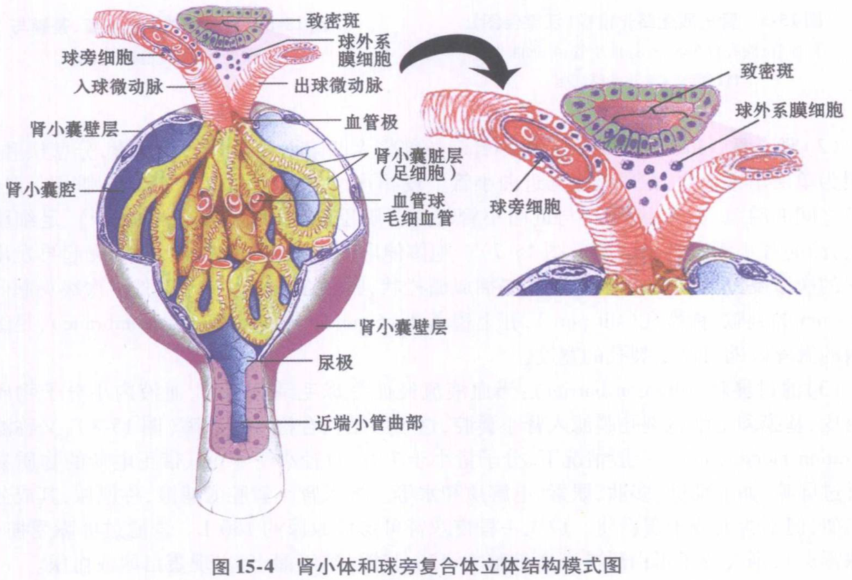 图15-4 肾小体和球旁复合体立体结构模式图