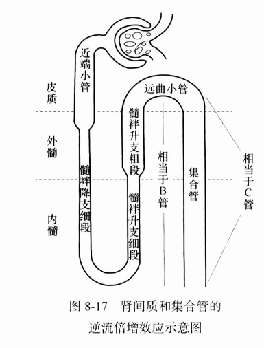 肾间质和集合管的逆流倍增效应示意图