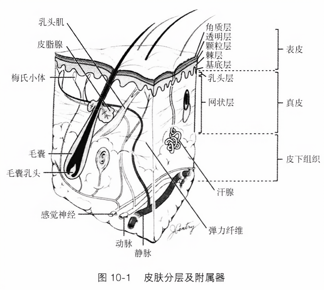 皮肤分层及附属器