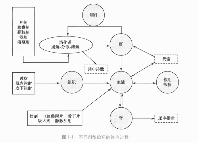 不同剂型给药的体内过程
