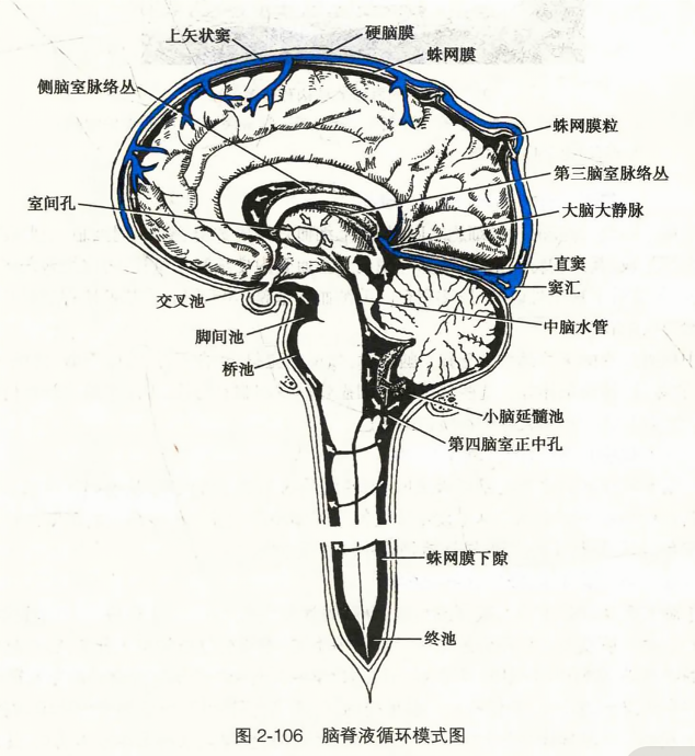 脑脊液循环模式图