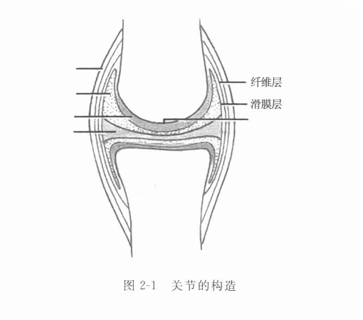 关节的构造