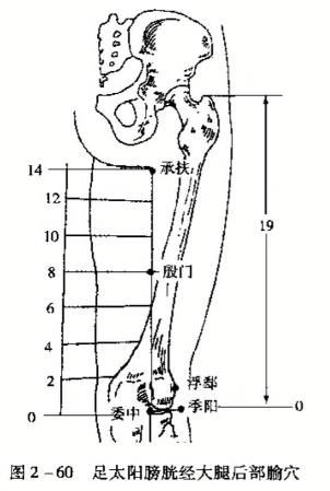 足太阳膀胱经大腿后部腧穴