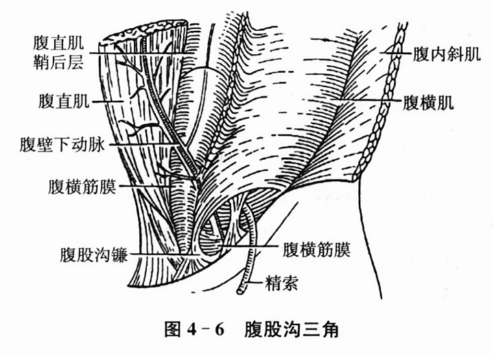 腹股沟三角