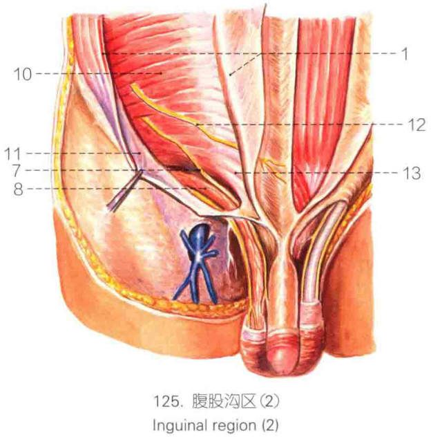 125.腹股沟区(2) inguinal region (2)