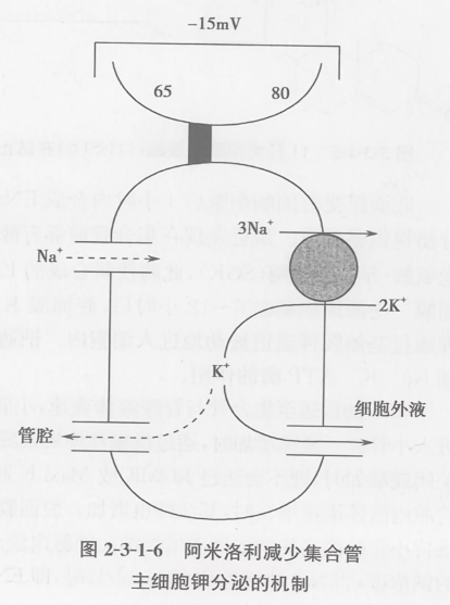 阿米洛利减少集合管主细胞钾分泌的机制