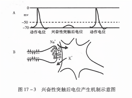 兴奋性突触后电位产生机制示意图