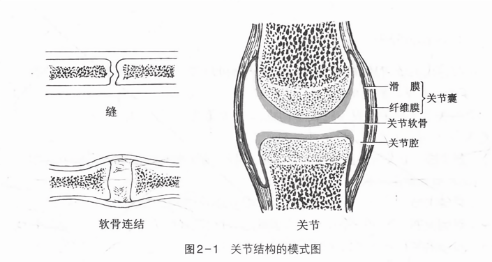 关节结构的模式图