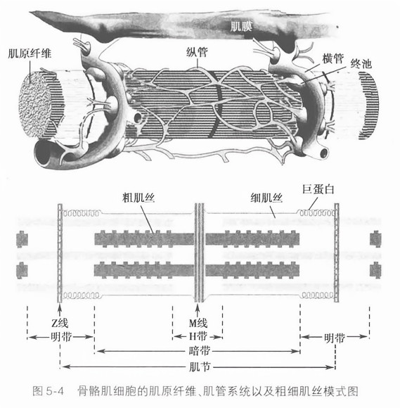 骨骼肌细胞的肌原纤维、肌管系统以及粗细肌丝模式图