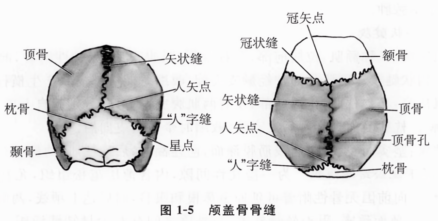 颅盖骨骨缝