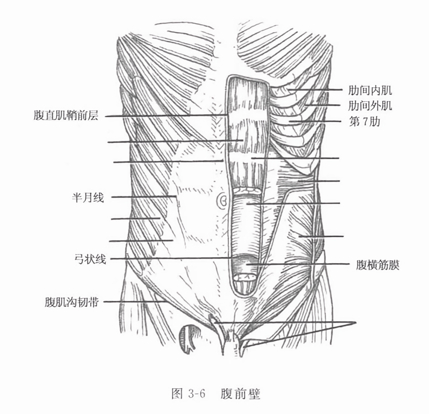 腹前壁
