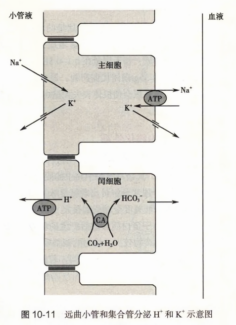 远曲小管和集合管分泌h和k示意图